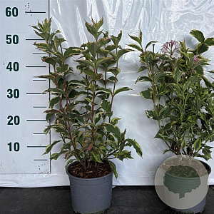 Weigela florida 'Variegata' 40-60 cm 2,0L