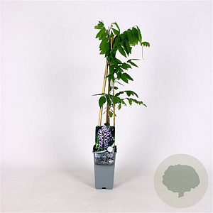 Wisteria flor. 'Domino' 70 cm 2,0L