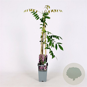 Wisteria flor. 'Honbeni' 70 cm 2,0L