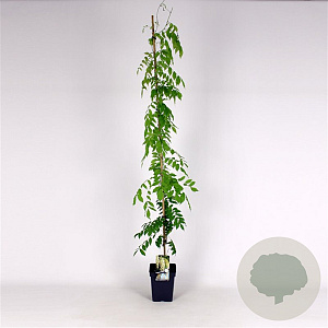 Wisteria sinensis 'Alba' 150-175 cm 5,0L