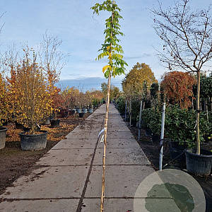 Wisteria sinensis 'Alba' 250-300 cm 7,5L