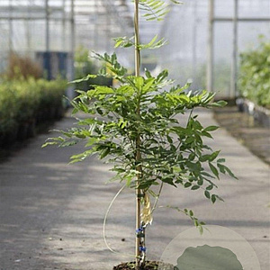 Wisteria sinensis 'Prolific' 150-175 cm 5,0L