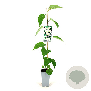 Actinidia deliciosa 'Atlas' 80-100 cm 2,5L