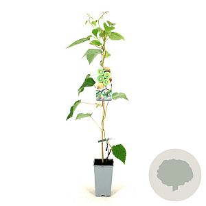 Actinidia deliciosa 'Boskoop' 80-100 cm 2,5L