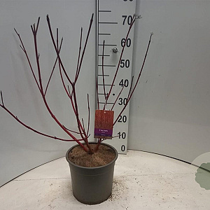 Cornus alba 'Sibirica' 60-80 cm 5,0L