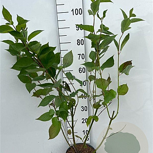 Cornus alba 'Sibirica' 80-100 cm 5,0L