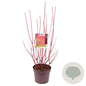 Cornus alba 'Sibirica' 80-100 cm 7,5L