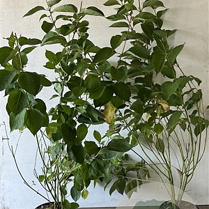 Cornus alba 'Sibirica' 80-100 cm 7,5L