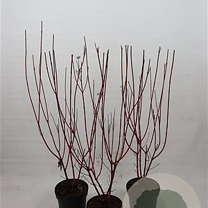 Cornus alba 'Sibirica' 100-125 cm 7,5L