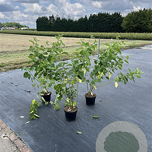 Cornus alba 'Sibirica' 100-125 cm 7,5L