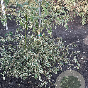 Cornus alternifolia 'Argentea' 80-100 cm met kluit