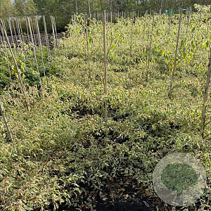 Cornus alternifolia 'Argentea' 100-125 cm met kluit