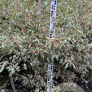 Cornus alternifolia 'Argentea' 100-125 cm met kluit