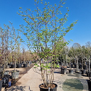 Cornus controversa 250-300 cm container meerstammig solitair
