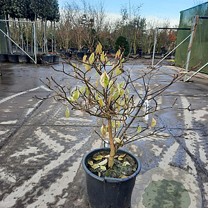 Cornus controversa 'Variegata' 80-100 cm 35L