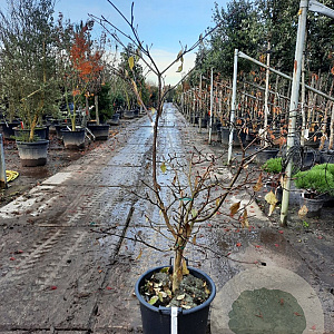 Cornus controversa 'Variegata' 125-150 cm 35L