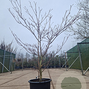 Cornus controversa 'Variegata' 175-200 cm container meerstammig