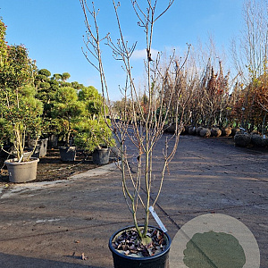 Cornus florida 125-150 cm 35L