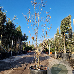 Cornus florida 150-175 cm 35L