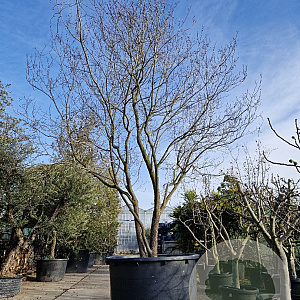 Cornus florida 400-450 cm container solitair