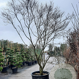 Cornus florida rubra 350-400 cm container solitair 2-3 tak