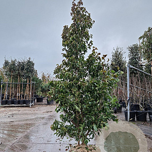 Cornus hongkongensis 200-250 cm draadkluit