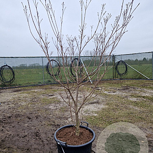 Cornus k. 'Milky Way' 150-175 cm container Multistam