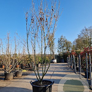 Cornus k. 'Milky Way' 200-250 cm container solitair