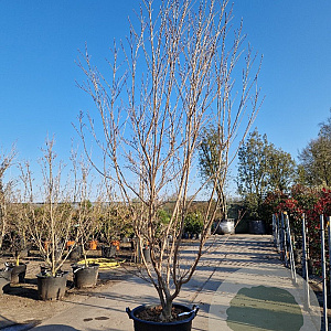 Cornus k. 'Milky Way' 200-250 cm container solitair