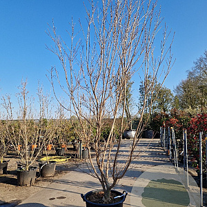 Cornus k. 'Milky Way' 200-250 cm container solitair