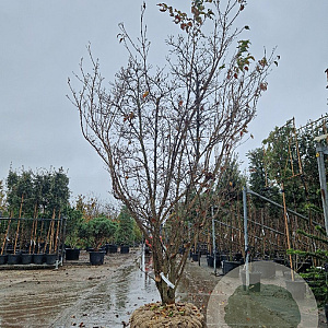 Cornus k. 'Milky Way' 300-350 cm draadkluit solitair 2-3 tak