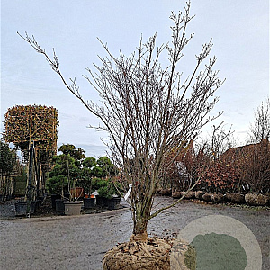 Cornus k. 'Satomi' 175-200 cm draadkluit meerstammig paraplu