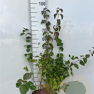 Cornus sanguinea 60-80 cm 2,0L