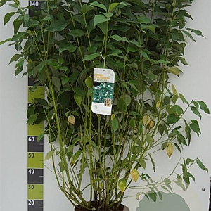 Cornus sericea 'Flaviramea' 100-125 cm 12L