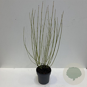 Cornus sericea 'Flaviramea' 100-125 cm 12L