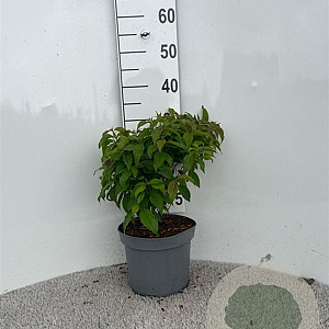 Cornus sericea 'Kelseyi' 30-40 cm 5,0L