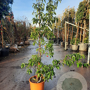 Cornus 'Summer Flair' 150-175 cm 18L