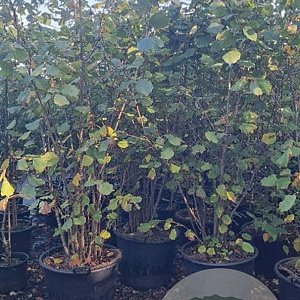 Corylus 'Webb's Prize Cob' 200-250 cm cont. 80L solitair