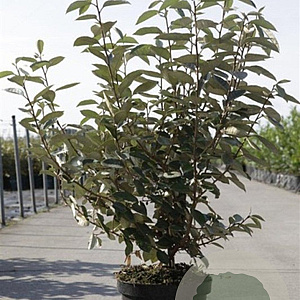 Elaeagnus ebbingei 80-100 cm 7,5L