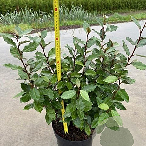 Elaeagnus ebbingei 80-100 cm 7,5L