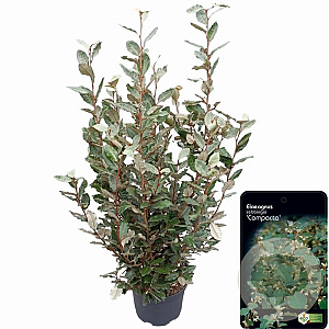 Elaeagnus ebb. 'Compacta' 100-125 cm 10L