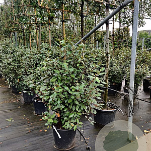 Elaeagnus ebb. 'Compacta' 100-125 cm 30L