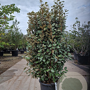 Elaeagnus ebb. 'Compacta' 125-150 cm 30L