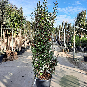 Elaeagnus ebb. 'Compacta' 175-200 cm 50L
