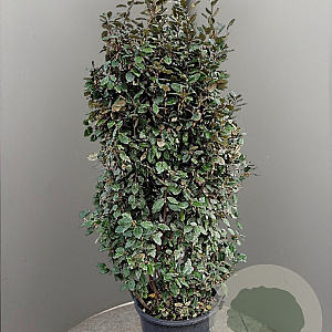 Elaeagnus ebb. 'Compacta' 175-200 cm 50L