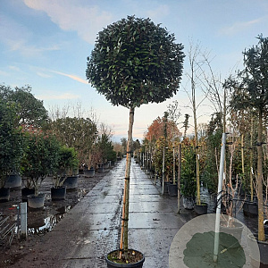 Elaeagnus ebb. 'Compacta' 180 cm stam container 12-14 leiboom