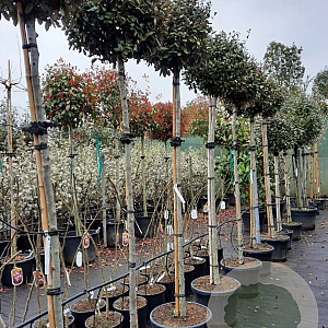 Elaeagnus ebb. 'Compacta' 180 cm stam container 12-14 leiboom