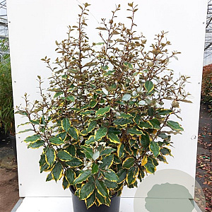 Elaeagnus ebb. 'Viveleg' 40-60 cm 5,0L