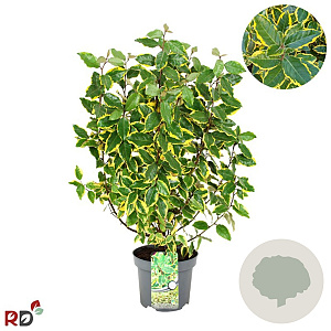 Elaeagnus ebb. 'Viveleg' 60-80 cm 5,0L