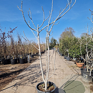 Ficus carica 250-300 cm container meerstammig 3 stam